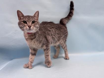 Little Mama, Adoptable, Adult Female Domestic Short Hair.