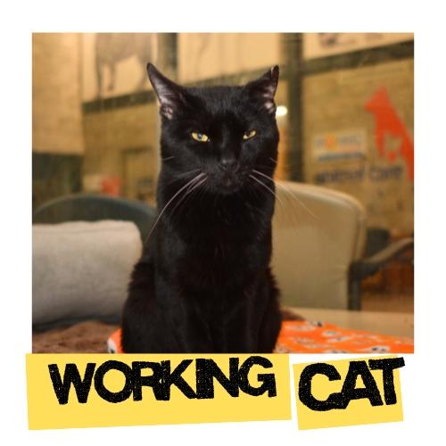 Enlarge LIONEL, a Adoptable Domestic Short Hair in Fort Lauderdale, FL image 1/1