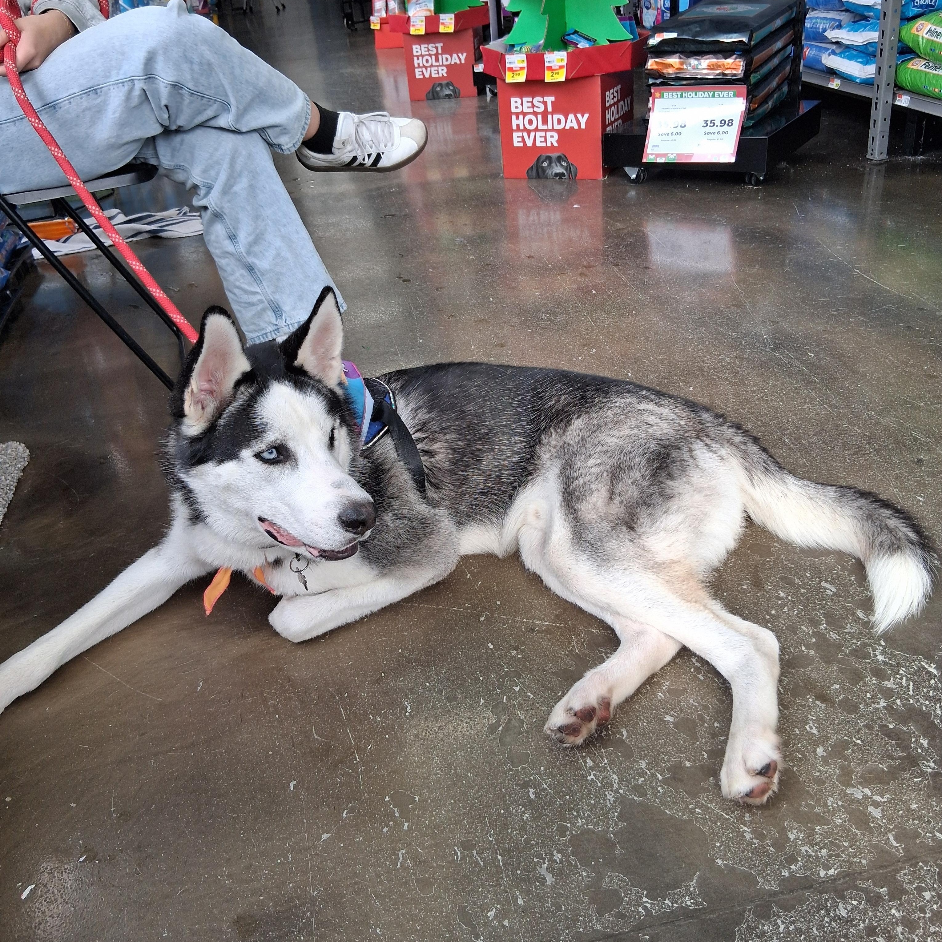 Enlarge Dior, a Adoptable Husky in Elmhurst, IL image 2/5