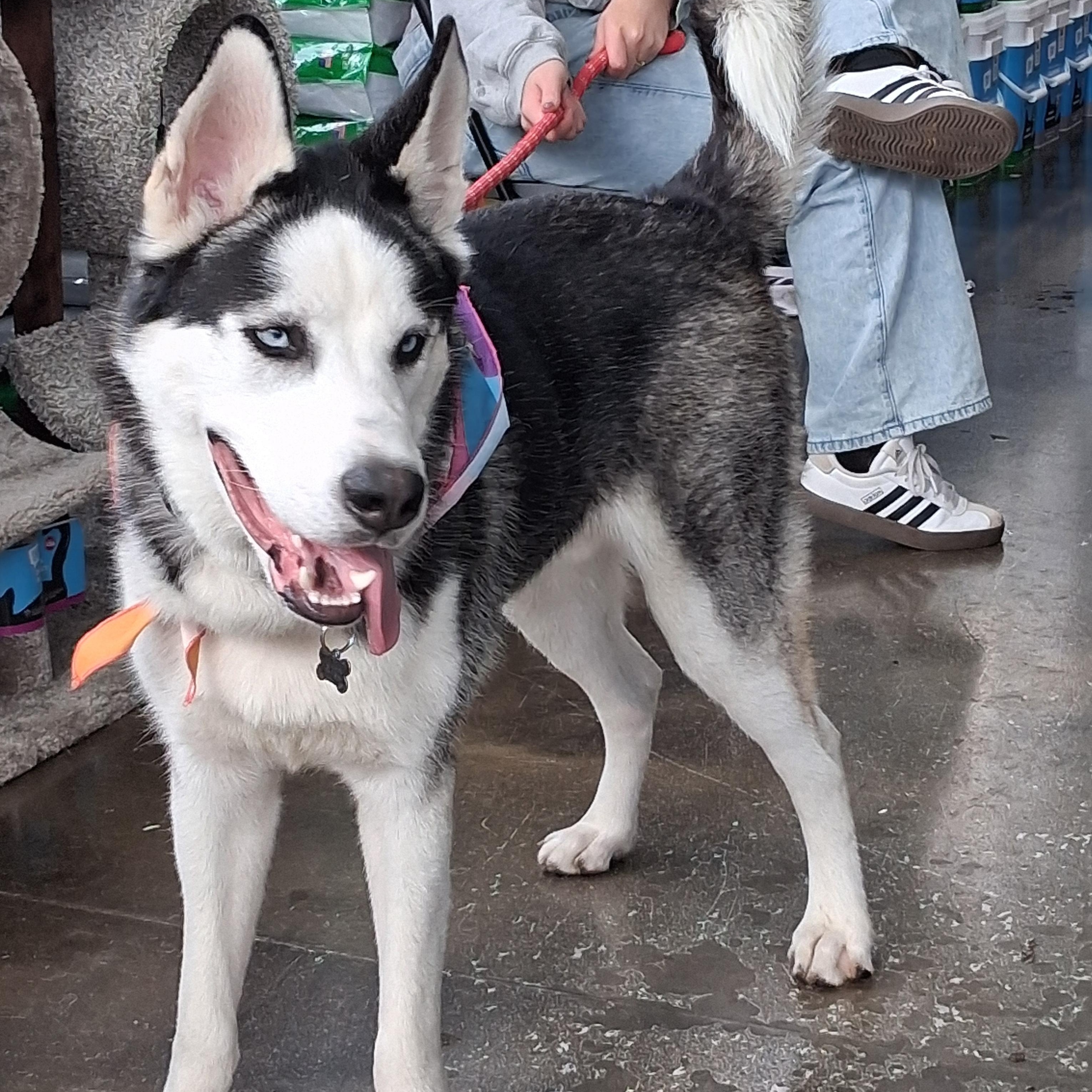 Dior, Adoptable, Young Male Husky.