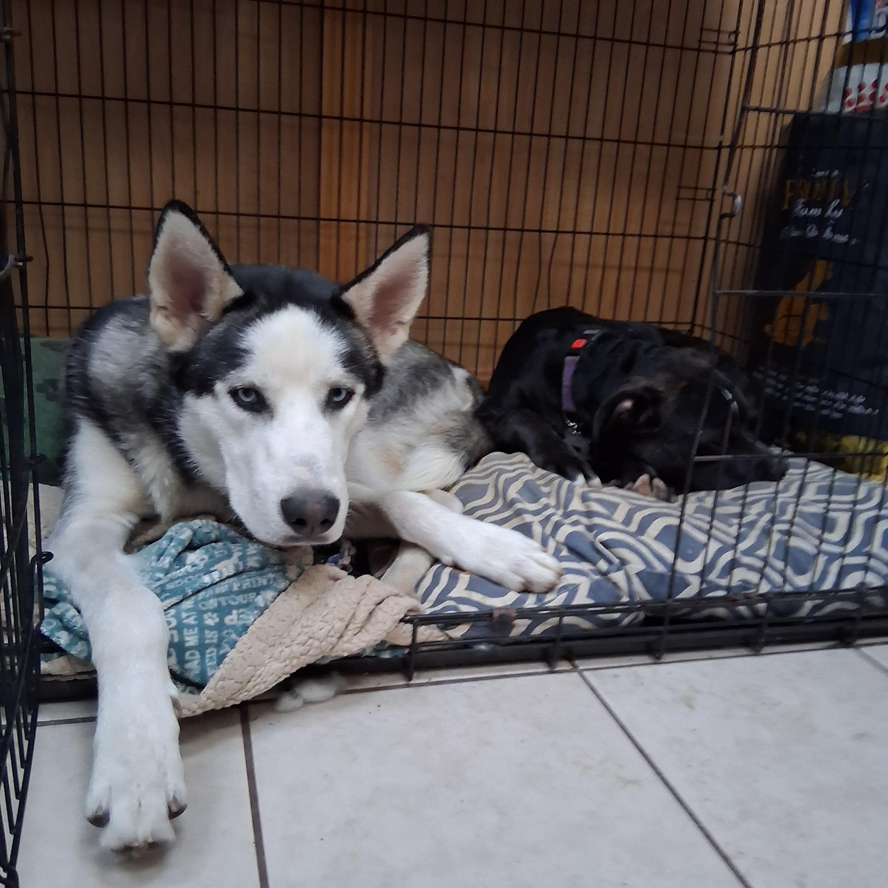 Enlarge Dior, a Adoptable Husky in Elmhurst, IL image 6/6