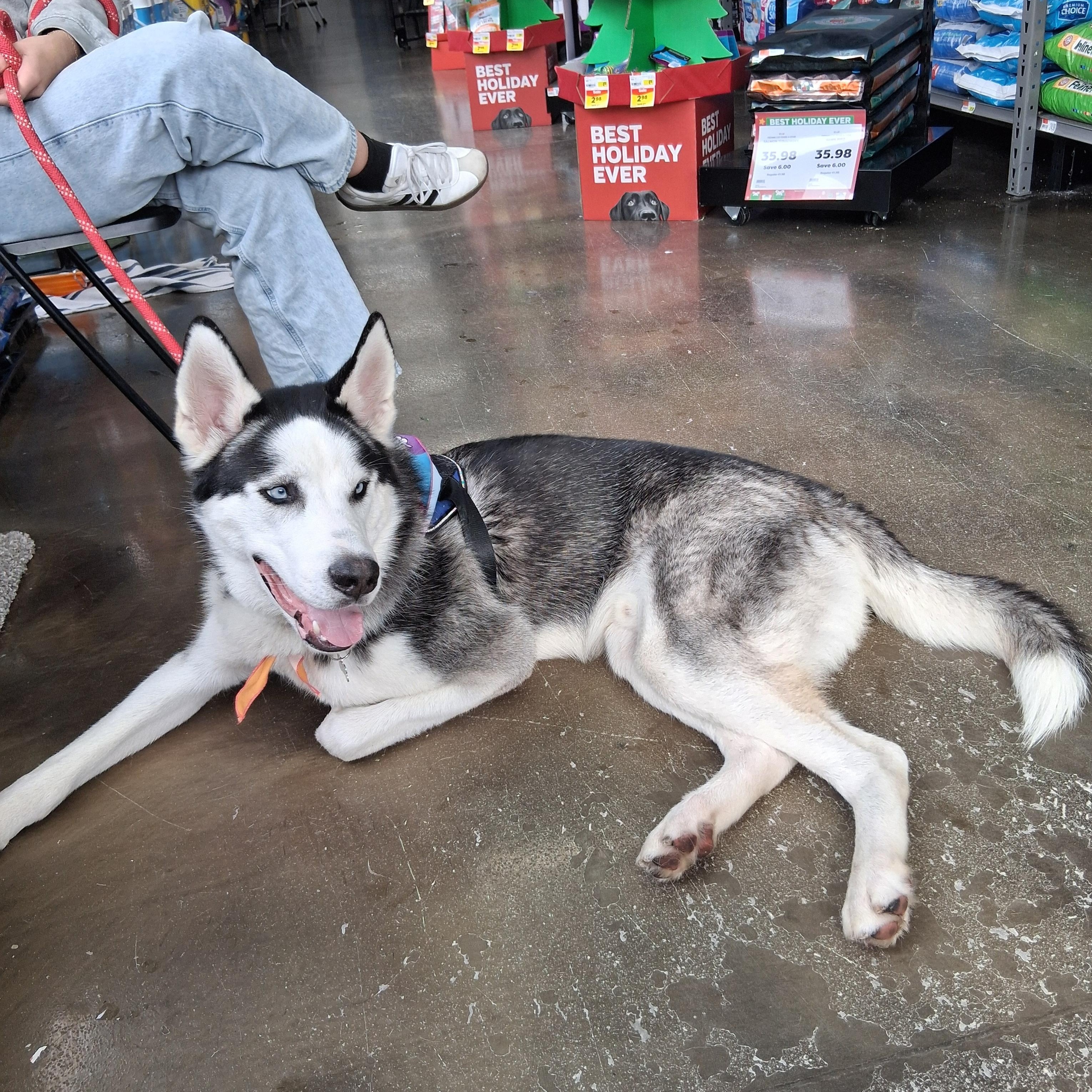 Enlarge Dior, a Adoptable Husky in Elmhurst, IL image 4/5