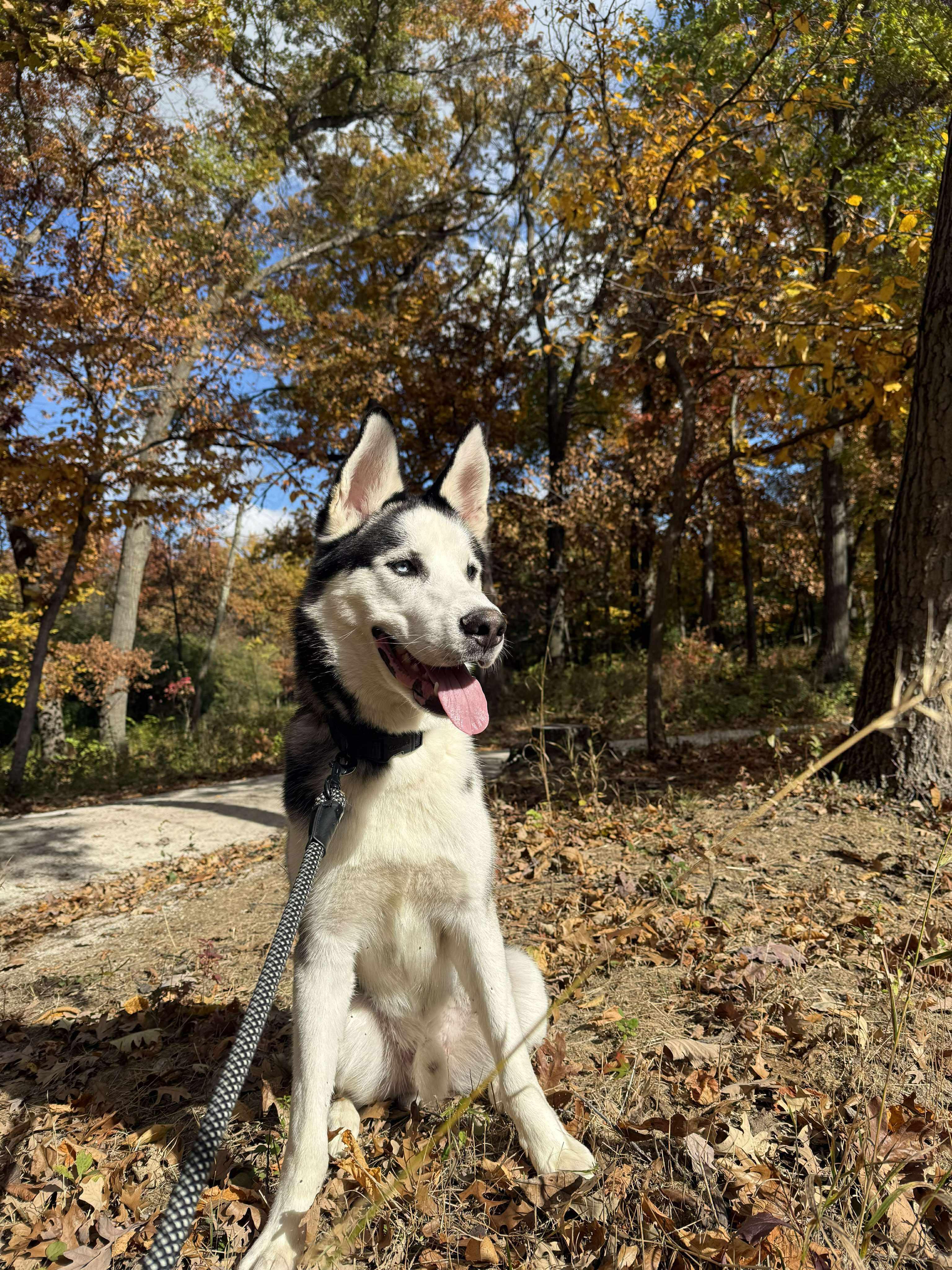 Enlarge Dior, a Adoptable Husky in Elmhurst, IL image 5/5