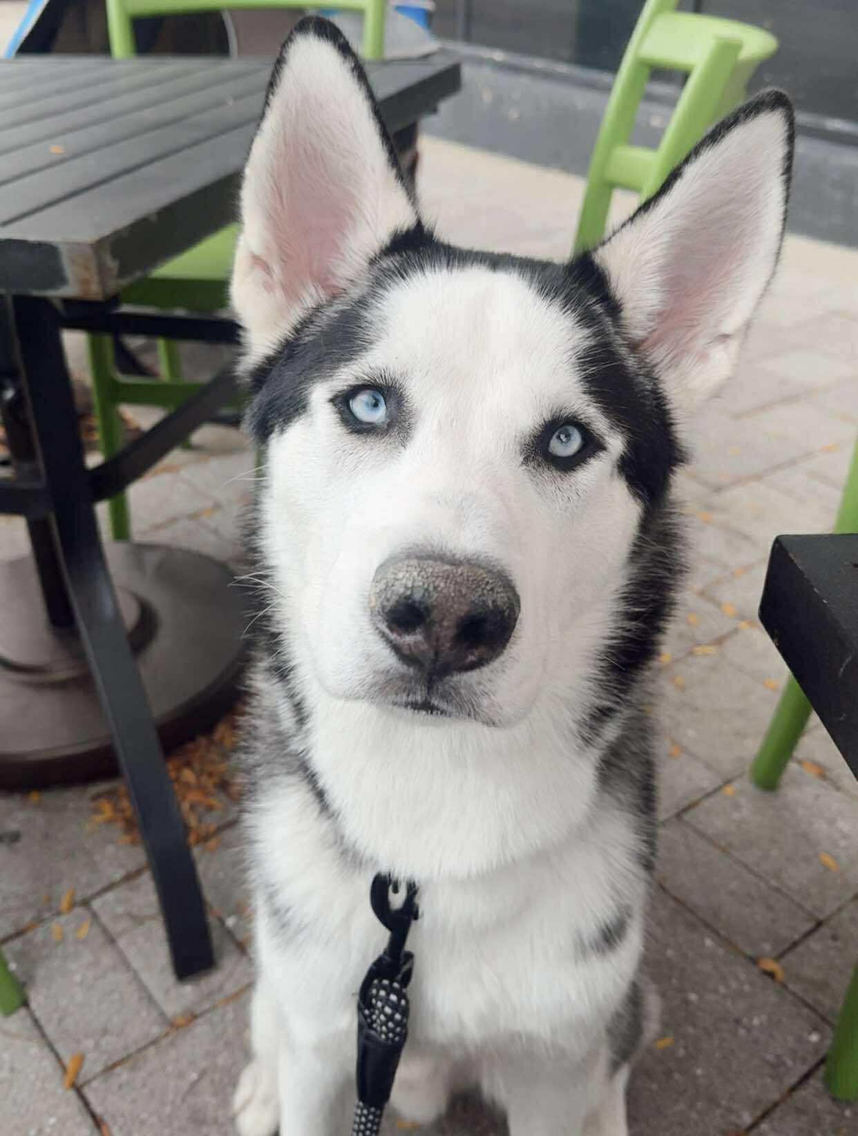 Dior, Adoptable, Adult Male Husky.