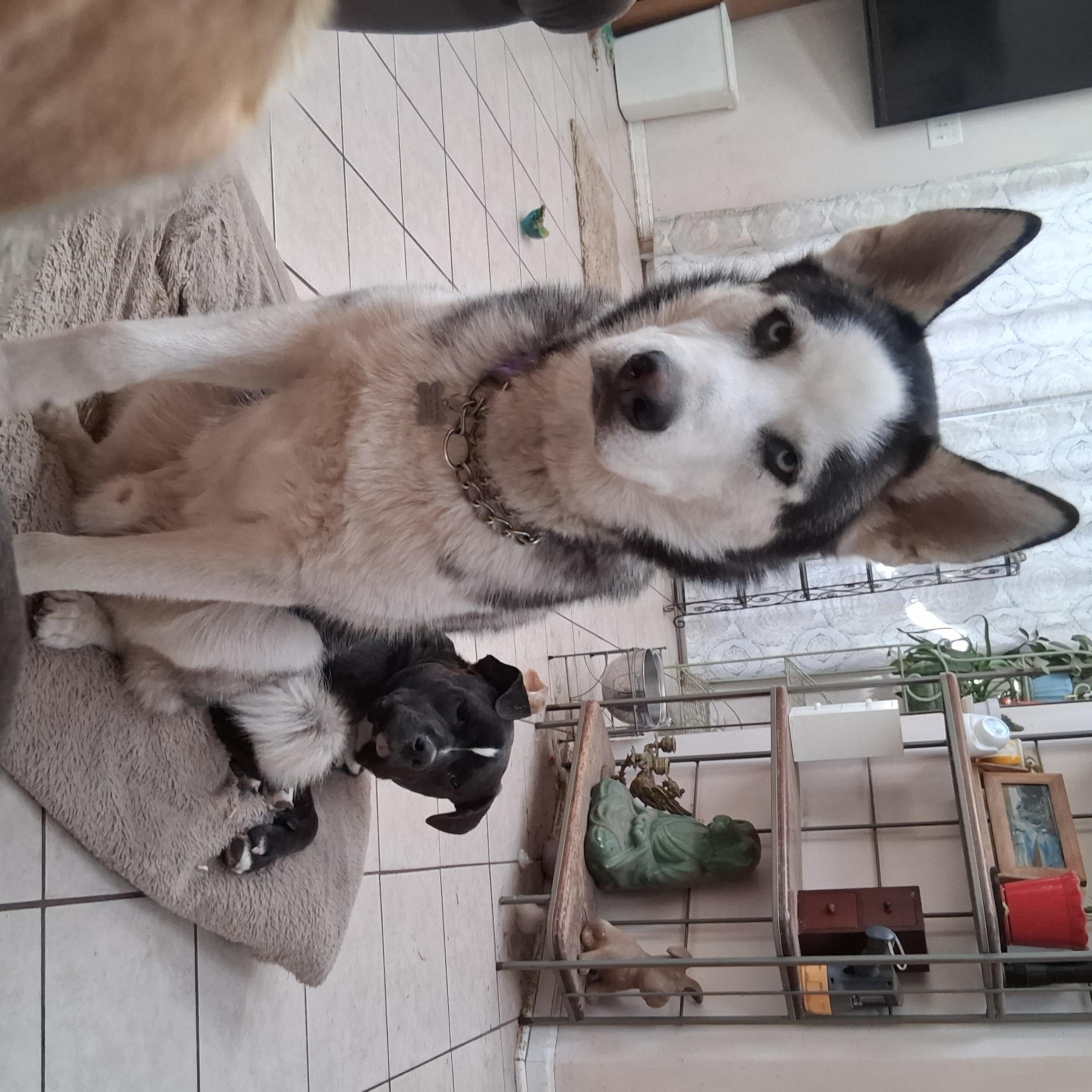 Enlarge Dior, a Adoptable Husky in Elmhurst, IL image 6/6