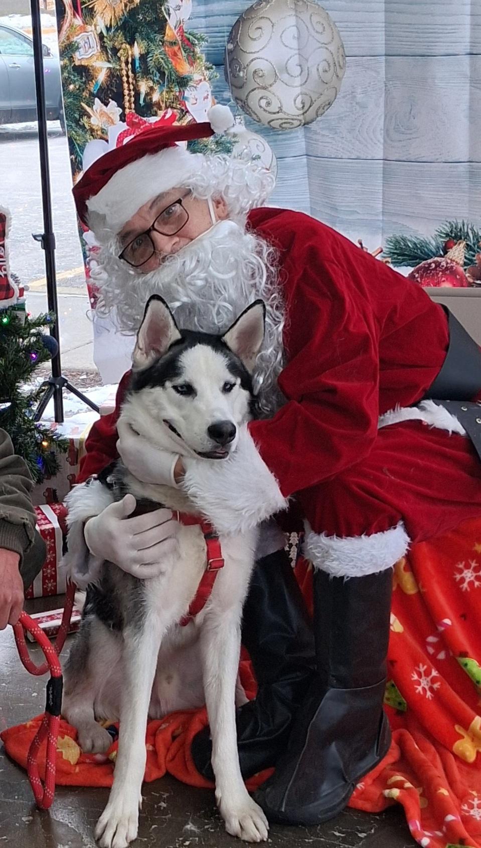 Dior, Adoptable, Adult Male Husky.