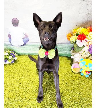 Enlarge TAKU, a ADOPTABLE mixed breed in Castro Valley, CA image 1/3