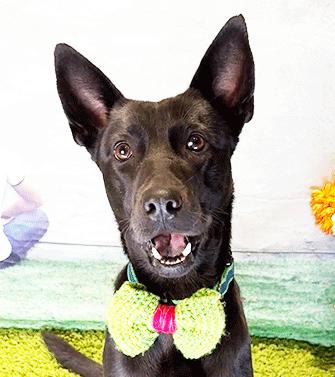 Enlarge TAKU, a ADOPTABLE mixed breed in Castro Valley, CA image 2/3