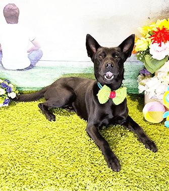 Enlarge TAKU, a ADOPTABLE mixed breed in Castro Valley, CA image 3/3