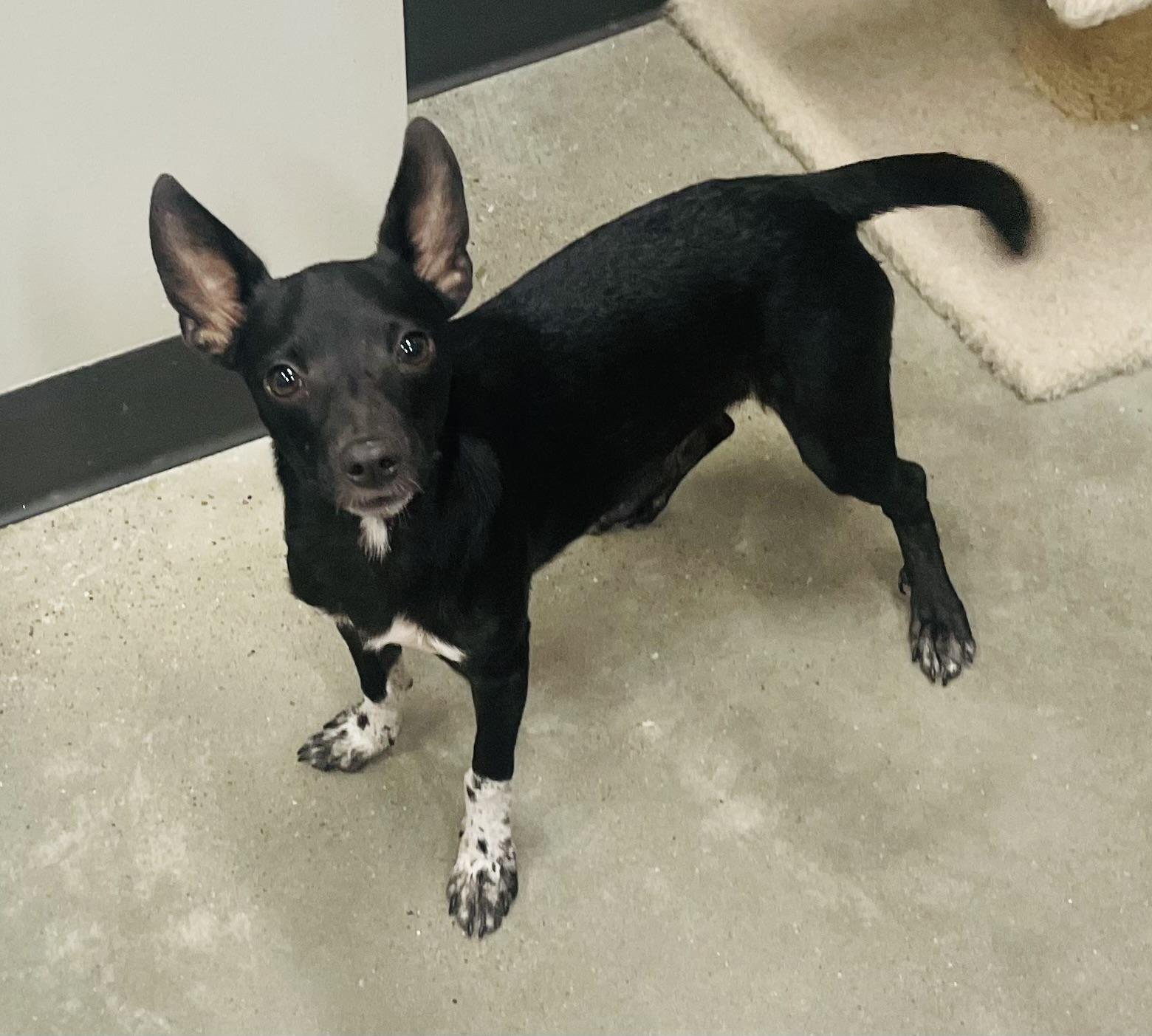 Enlarge Blitz, a Adoptable mixed breed in Seabrook, TX image 4/4