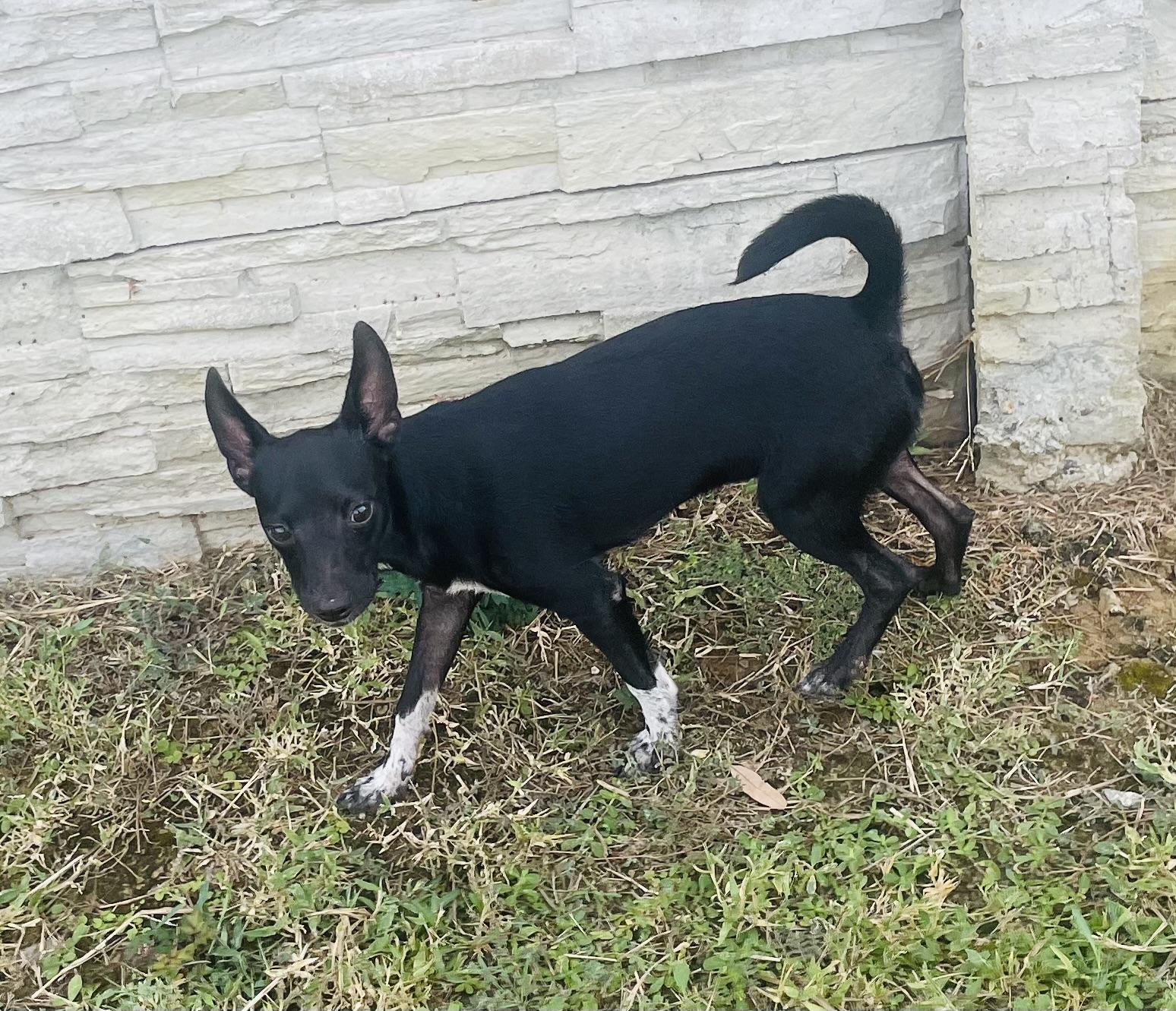 Enlarge Blitz, a Adoptable mixed breed in Seabrook, TX image 3/4