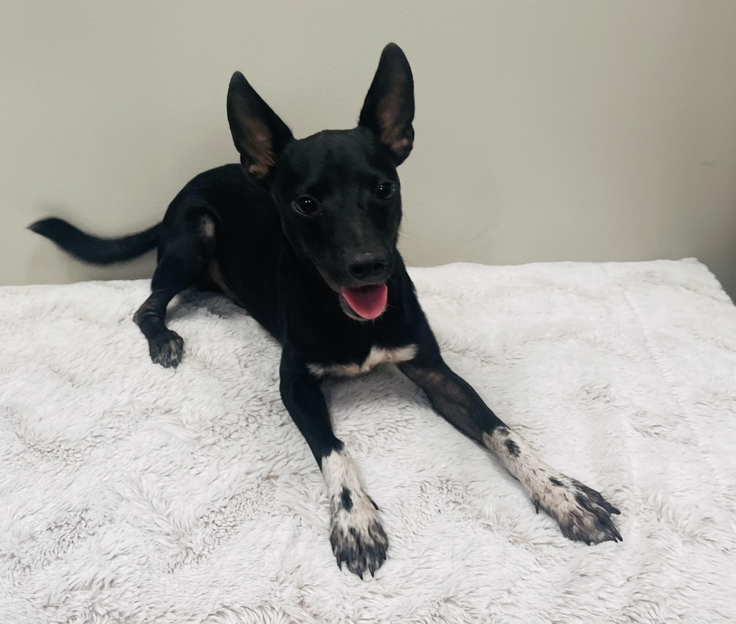 Blitz, Adoptable, Puppy Male Miniature Pinscher & Chihuahua.