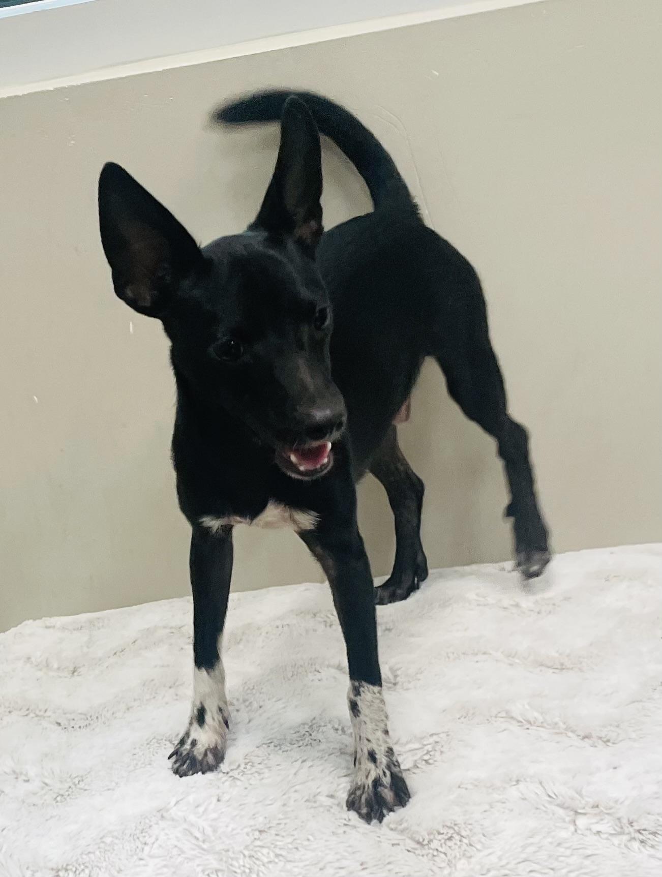 Enlarge Blitz, a Adoptable mixed breed in Seabrook, TX image 2/4
