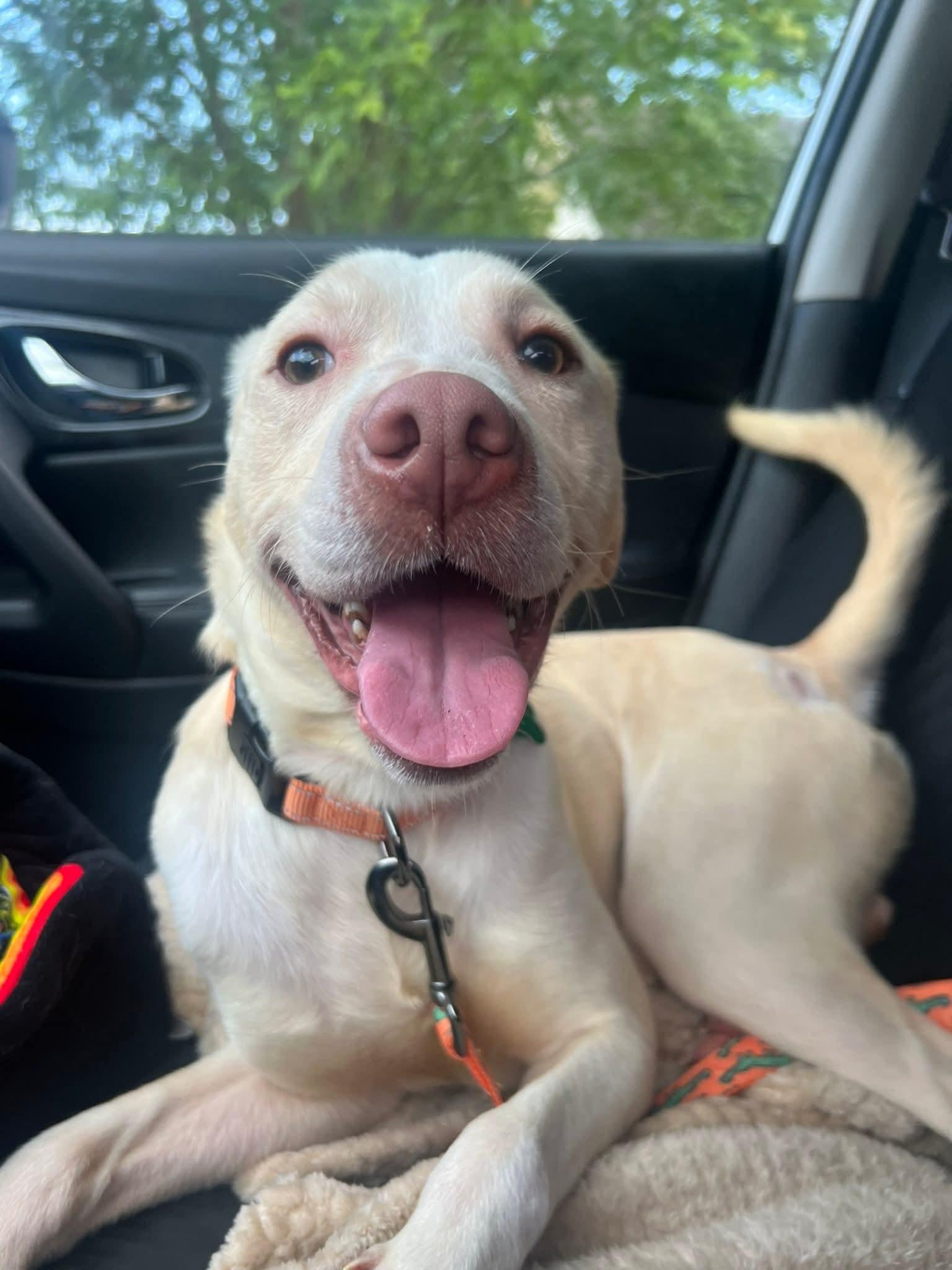 Biscuit