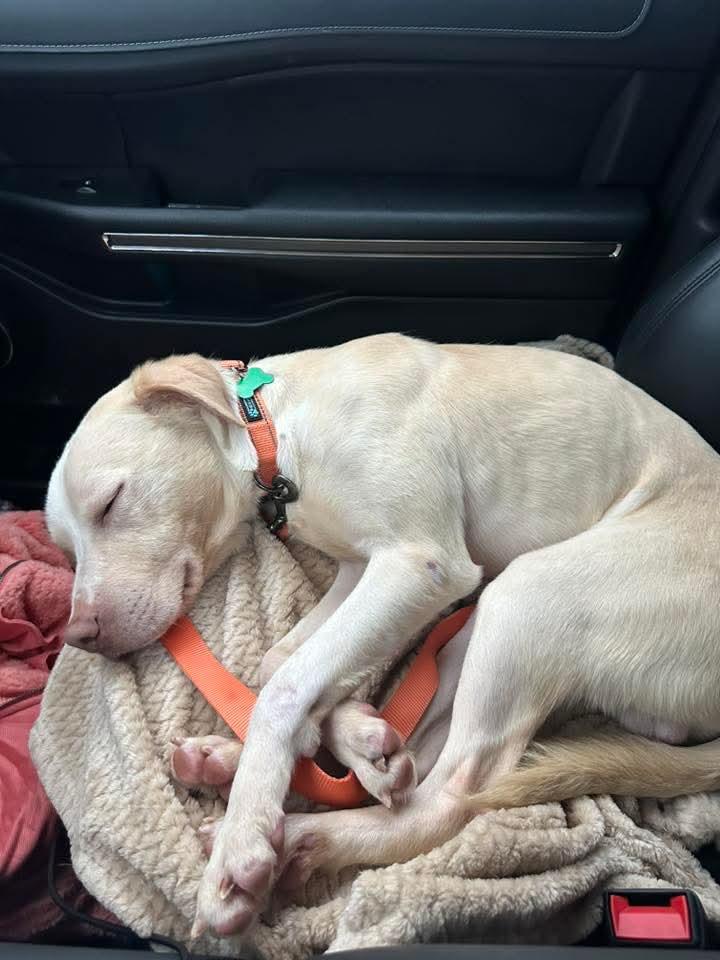Biscuit