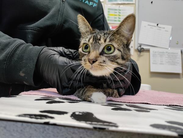 Mittens, Adoptable, Young Female Domestic Short Hair.