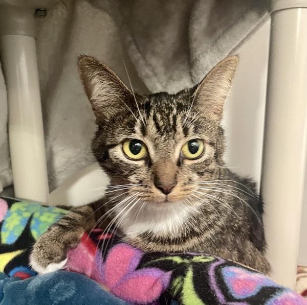 Enlarge Mittens, a Adoptable mixed breed in Oceanside, CA image 2/2