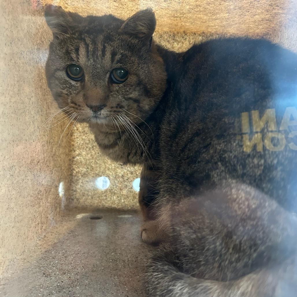 ACON-Stray-12790, Adoptable, Adult Male Domestic Short Hair.