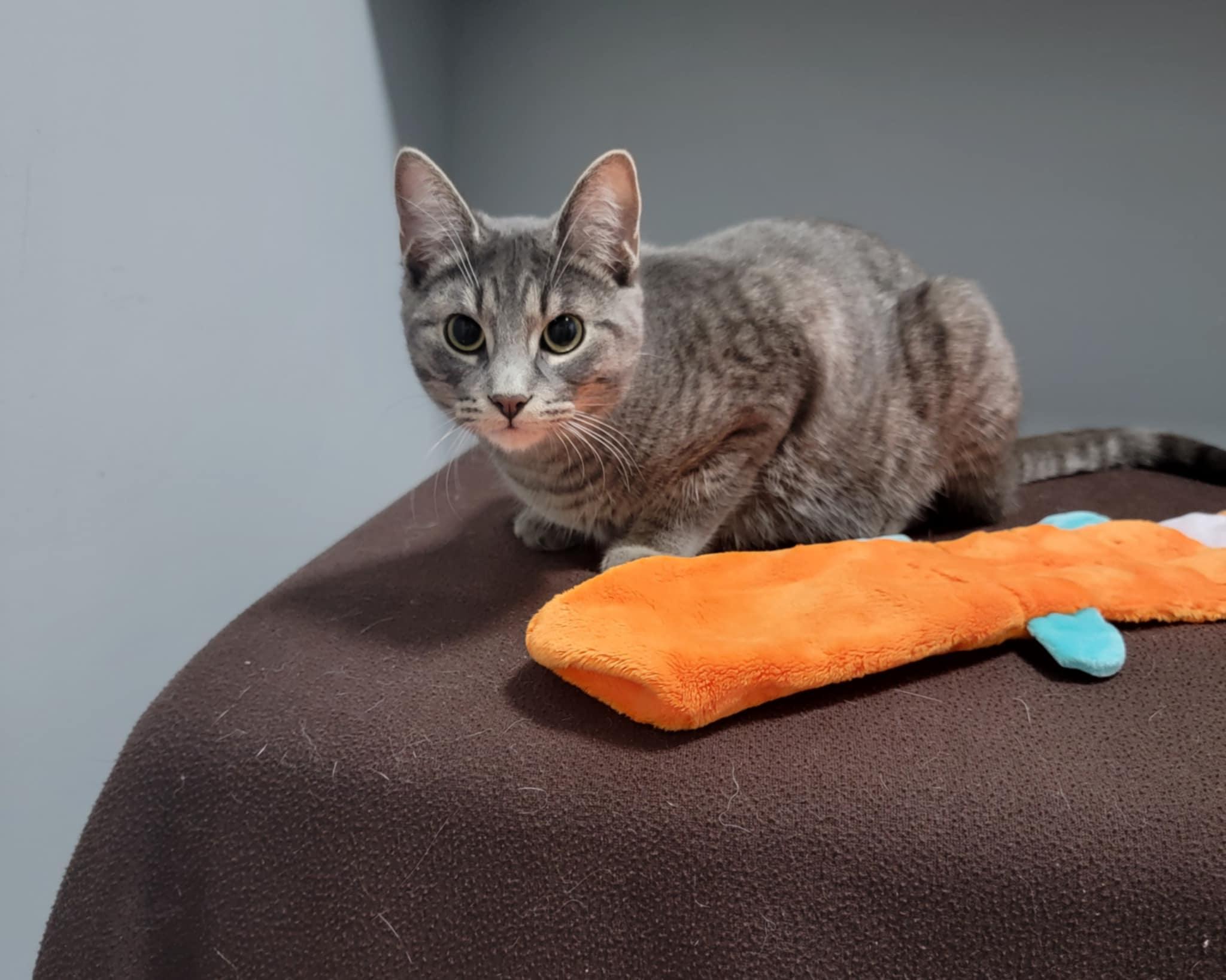 SKYLER, an adopted Domestic Short Hair in Shakespeare, ON image 1/2