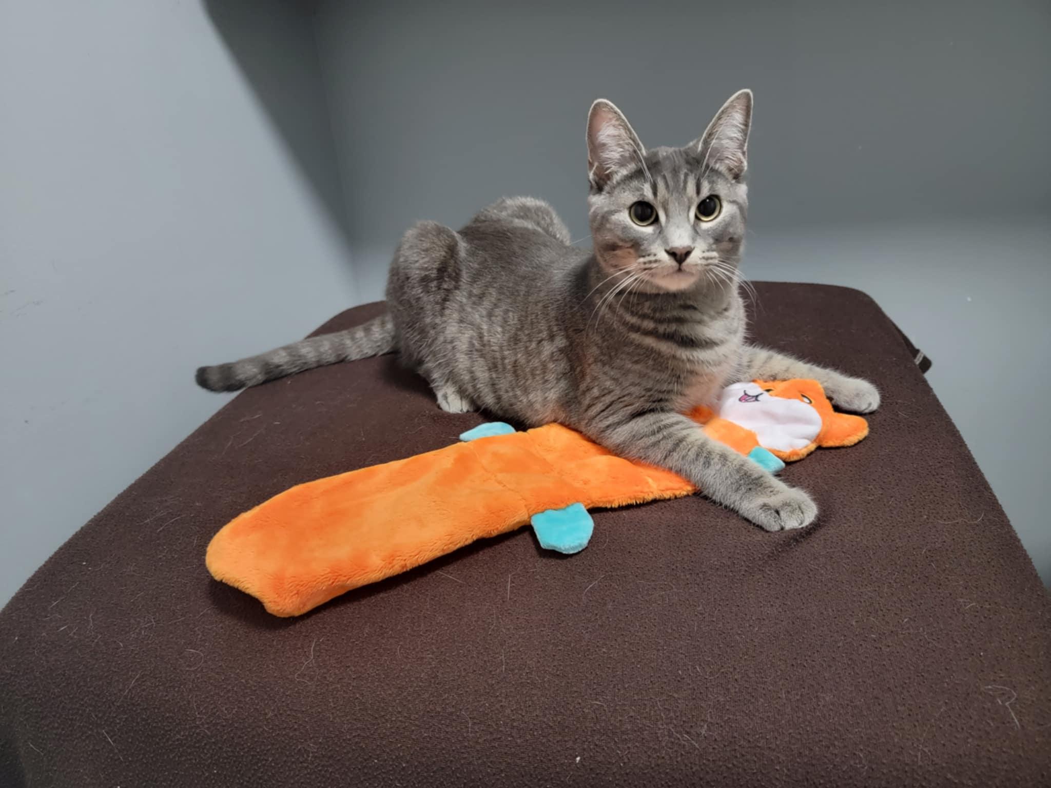 SKYLER, an adopted Domestic Short Hair in Shakespeare, ON image 2/2