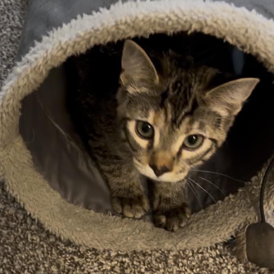 Enlarge Louise, a Adoptable Domestic Short Hair in Chaska, MN image 2/6
