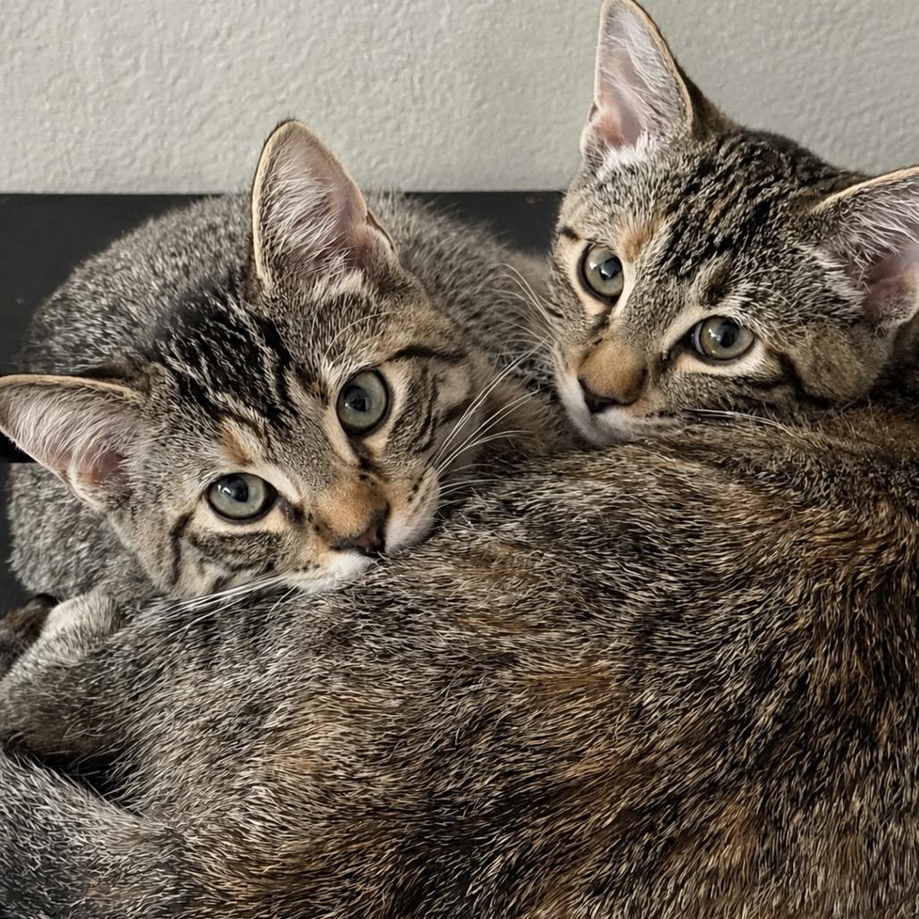 Enlarge Louise, a Adoptable Domestic Short Hair in Chaska, MN image 3/6