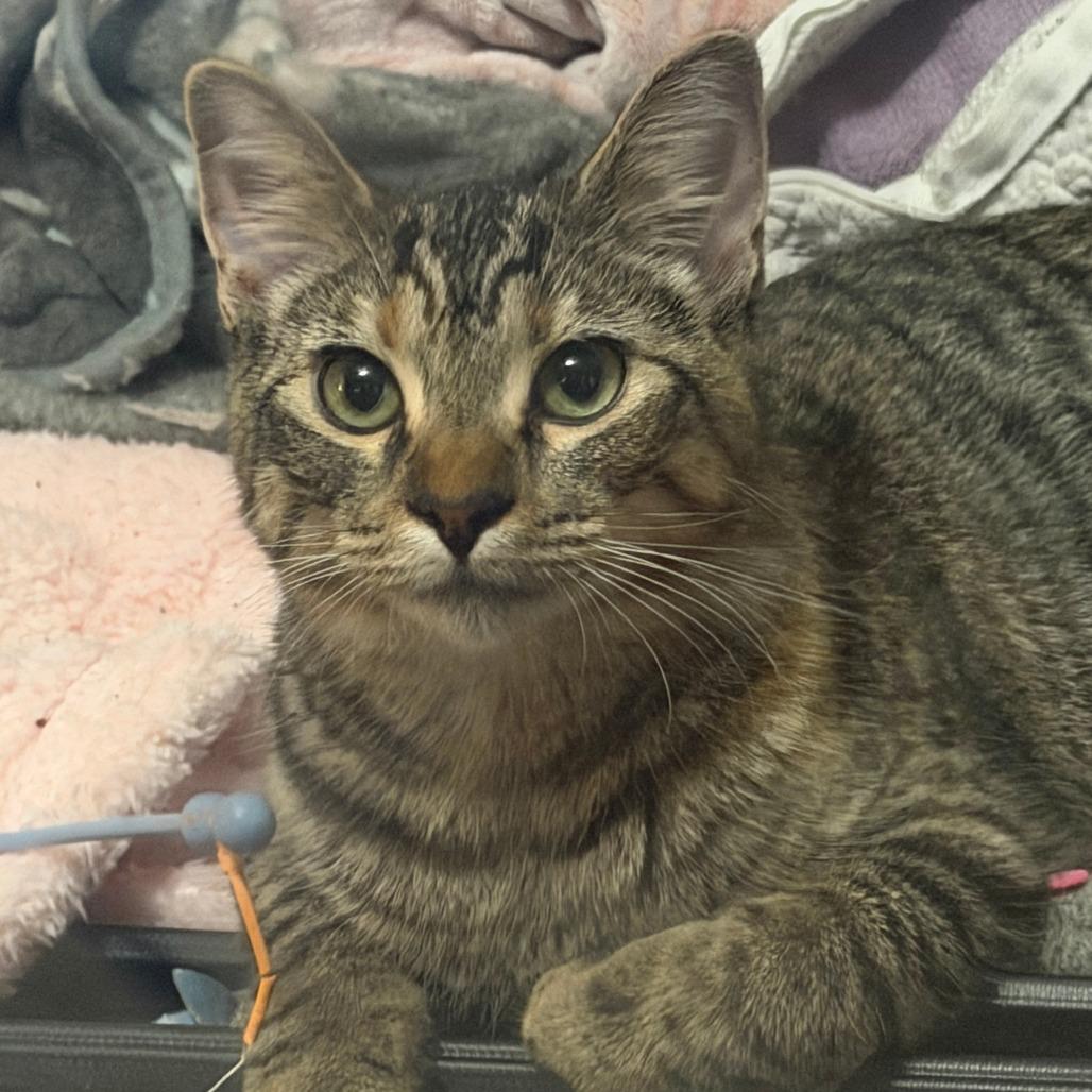 Enlarge Louise, a Adoptable Domestic Short Hair in Chaska, MN image 5/6