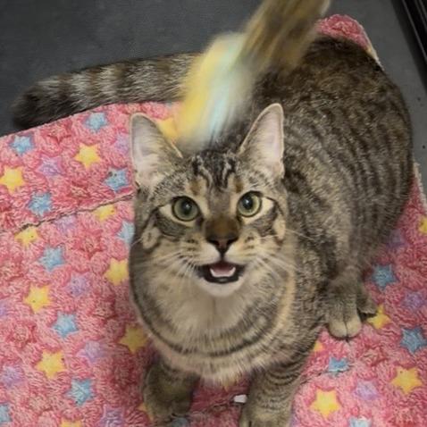Enlarge Louise, a Adoptable Domestic Short Hair in Chaska, MN image 6/6