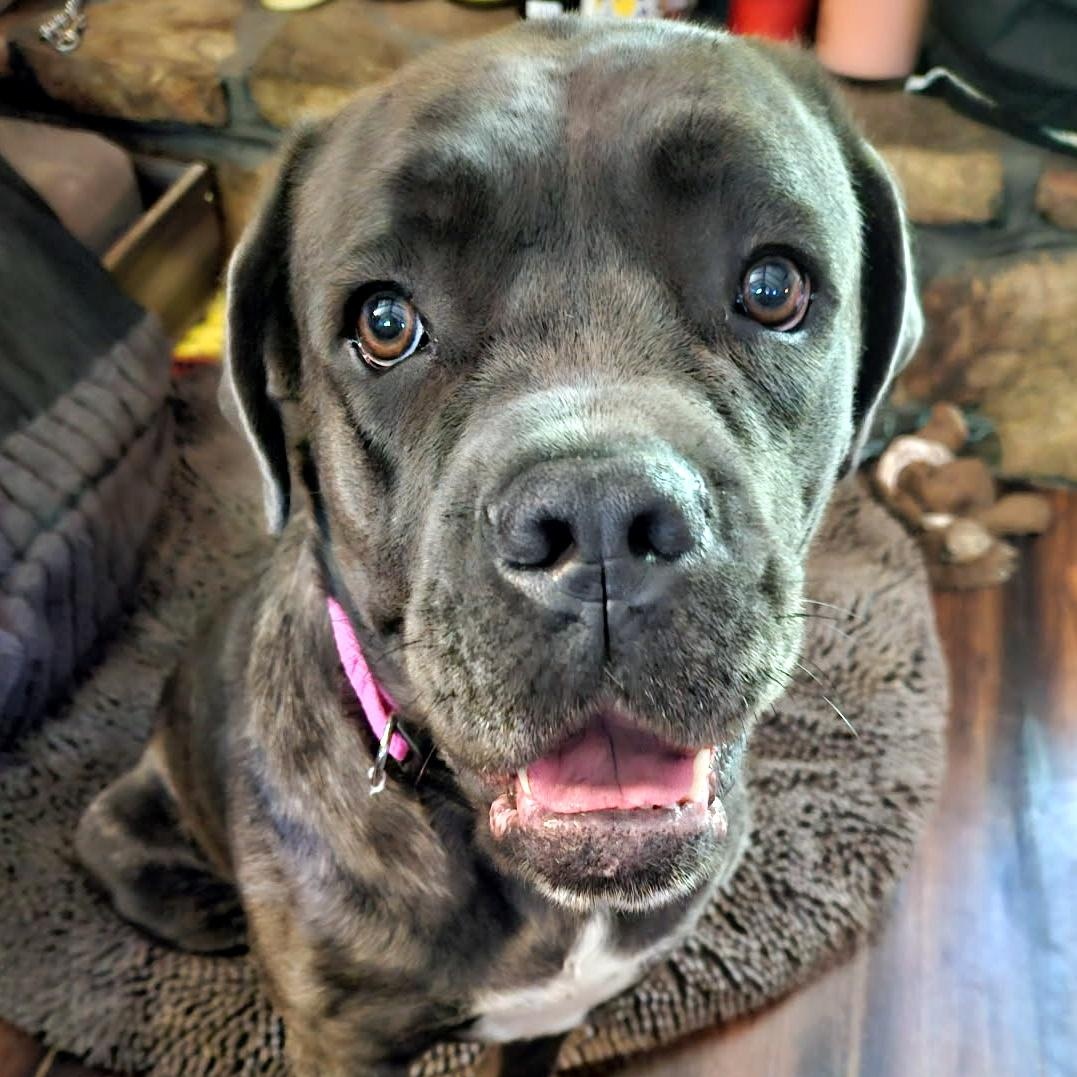 Daphne