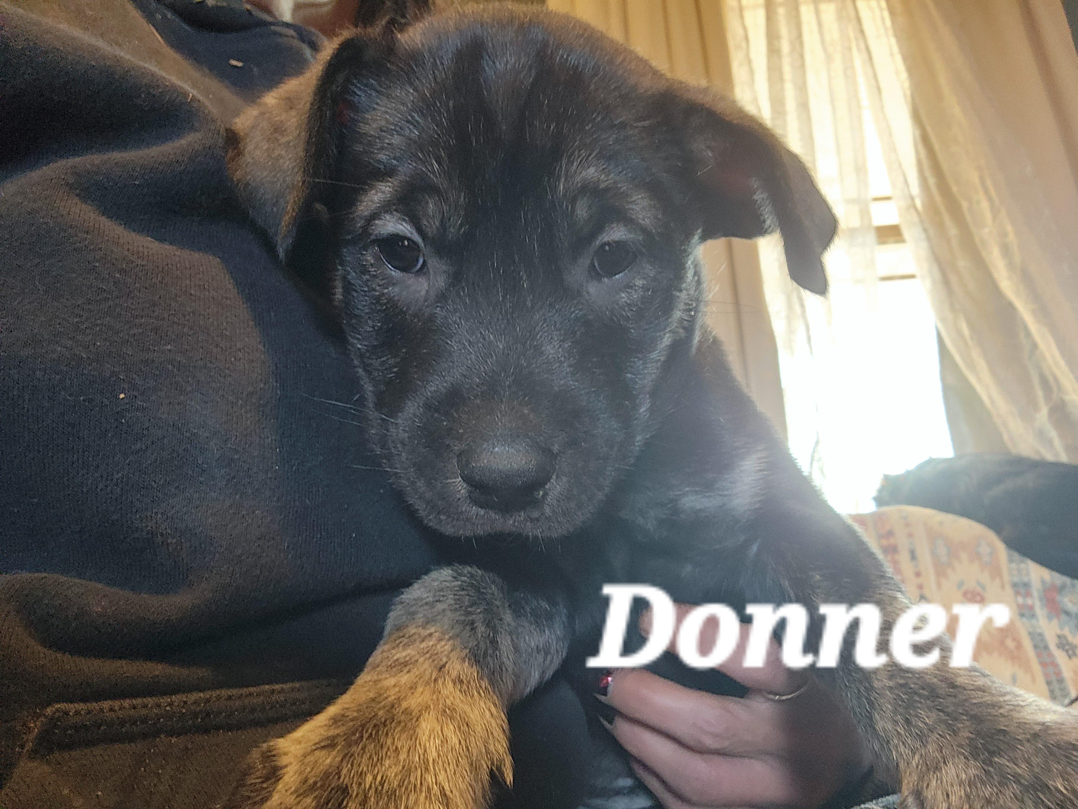 Donner, Adopted, Puppy Male Alaskan Malamute.