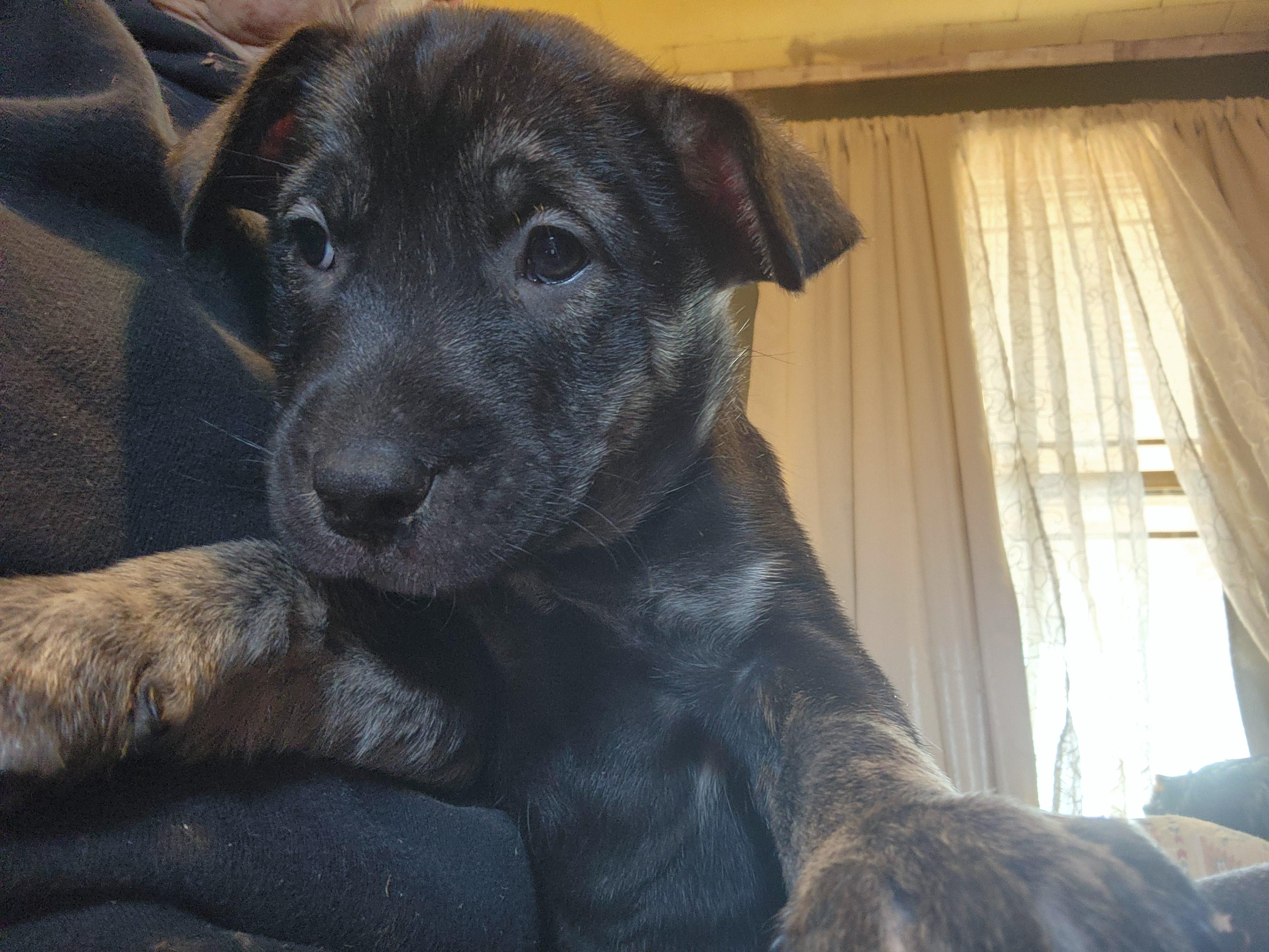 Donner, a Adopted mixed breed in Stuart, VA image 2/2