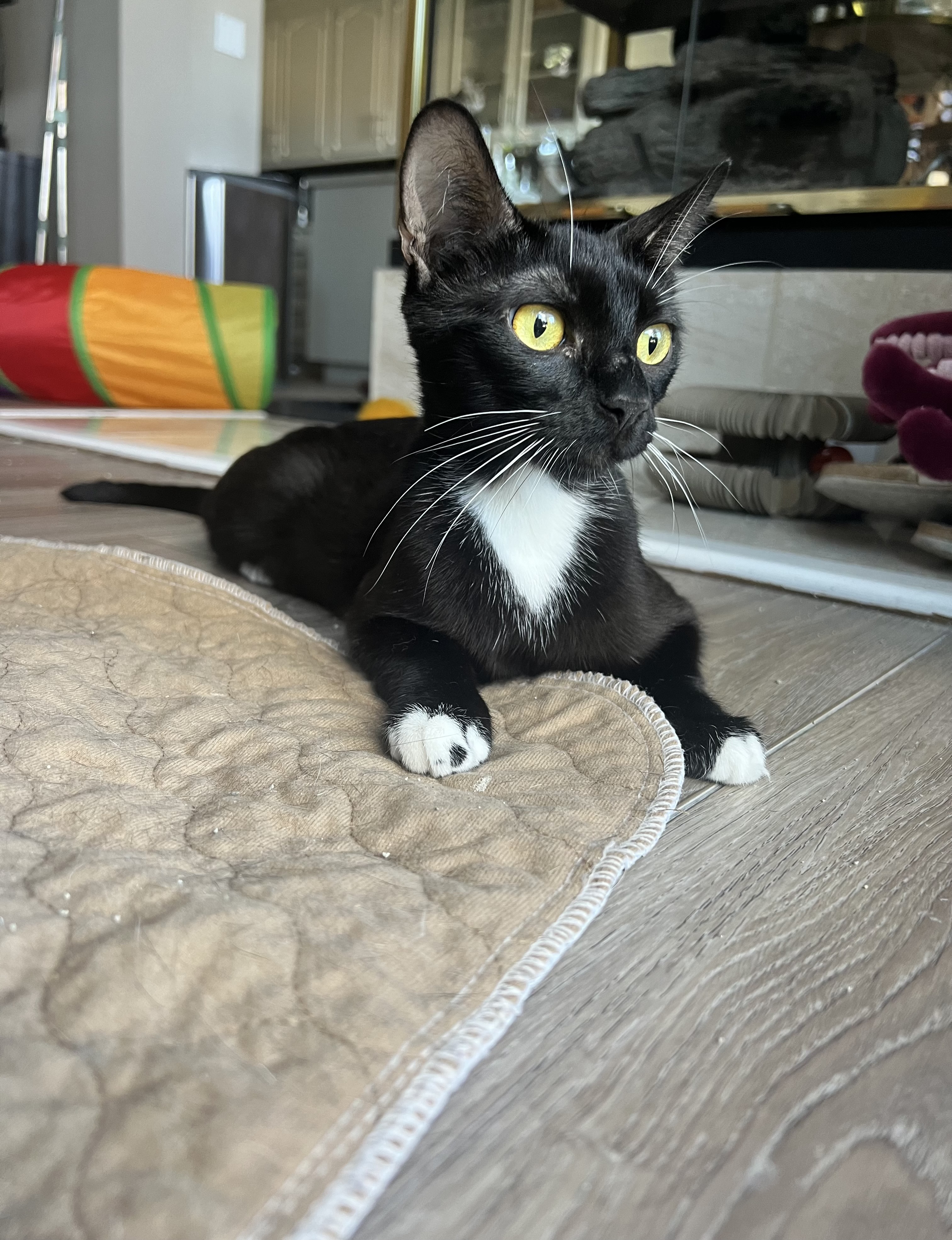 Enlarge Sugar, a Adoptable Tuxedo in Oakley, CA image 2/2