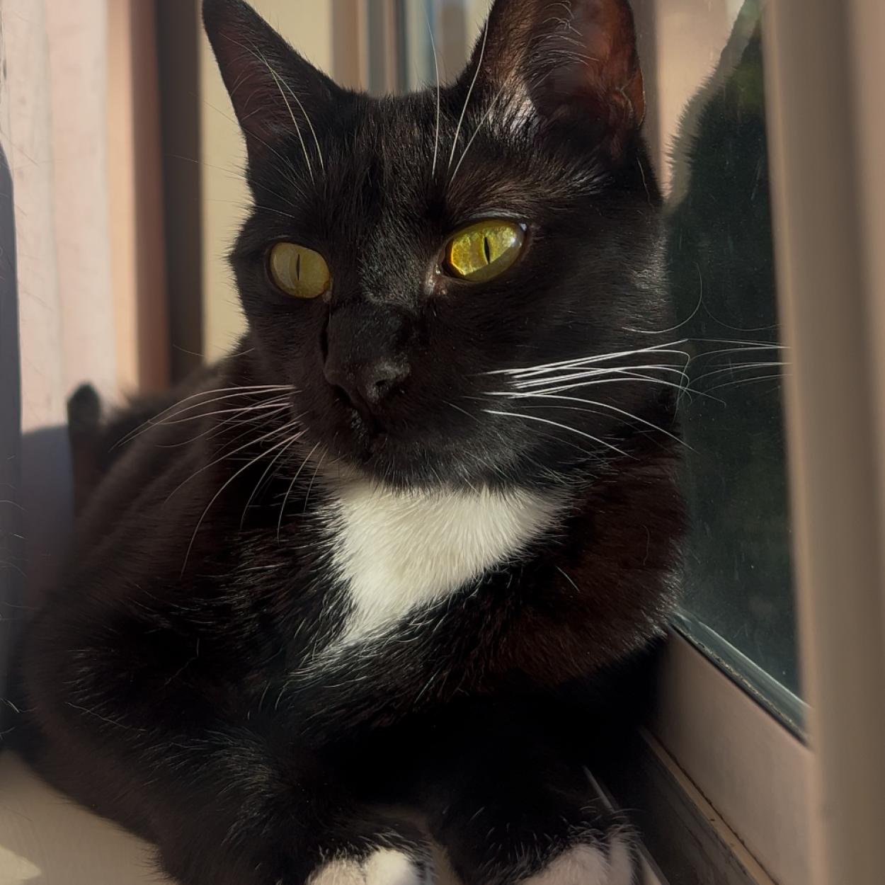 Sugar, Adoptable, Adult Female Tuxedo.