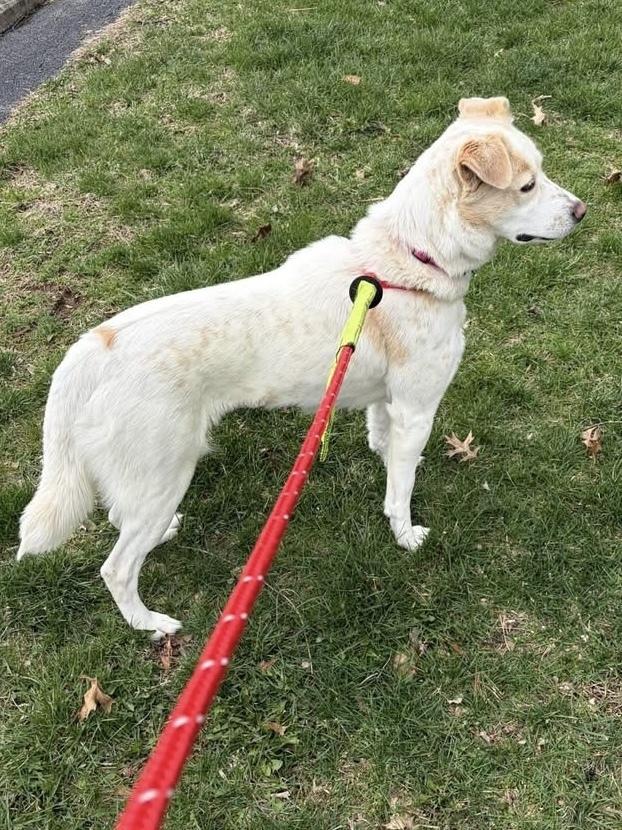 Noel, Adoptable, Adult Female Labrador Retriever.