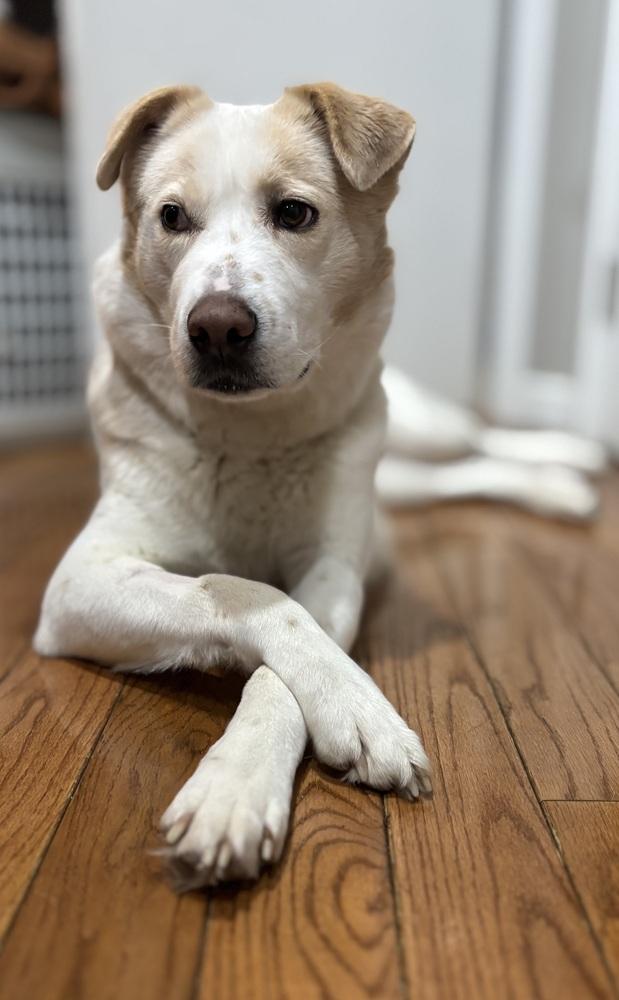 Noel, Adoptable, Adult Female Labrador Retriever.