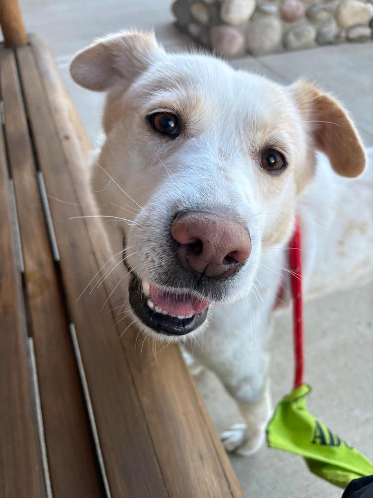 Noel, a Adoptable mixed breed in New Albany, OH image 3/6