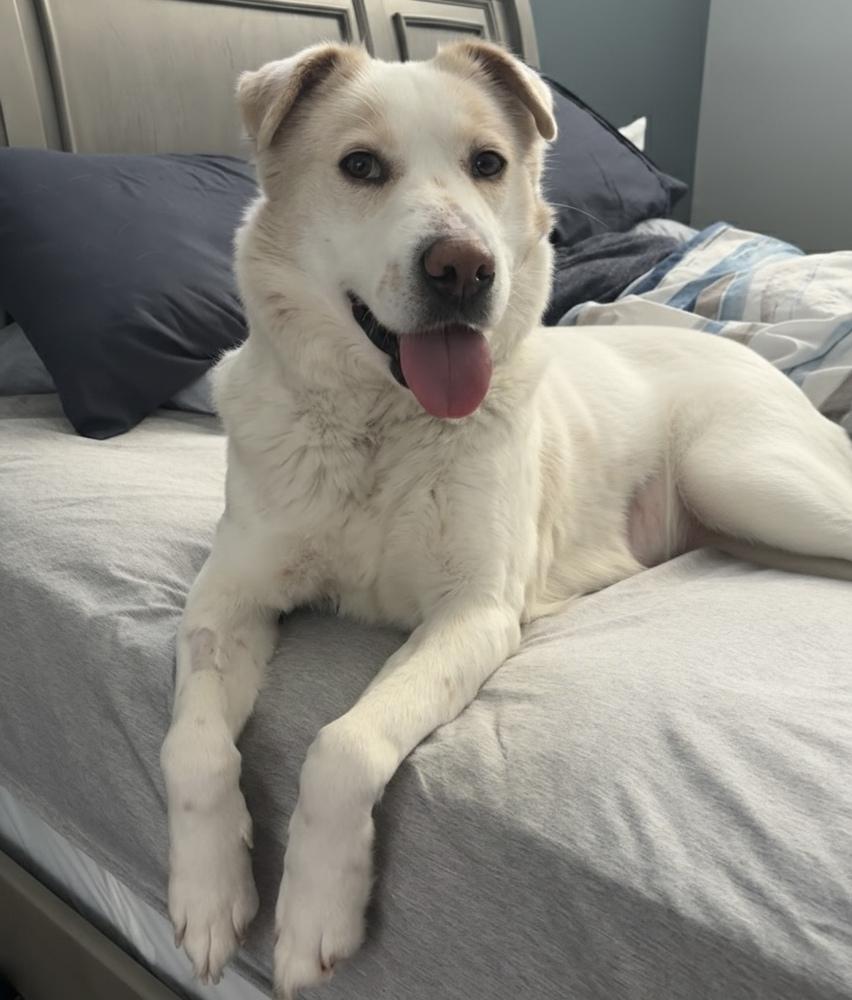 Noel, a Adoptable mixed breed in New Albany, OH image 2/4