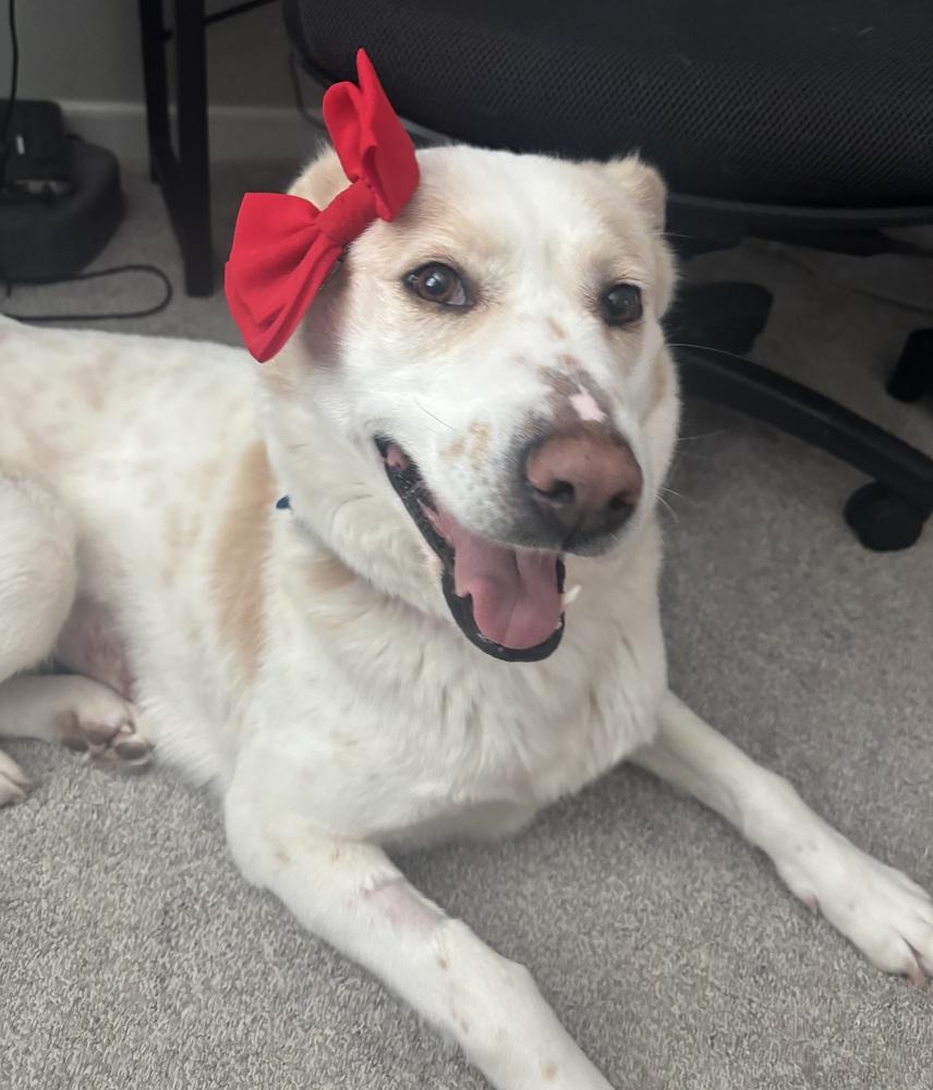 Noel, a Adoptable mixed breed in New Albany, OH image 3/4