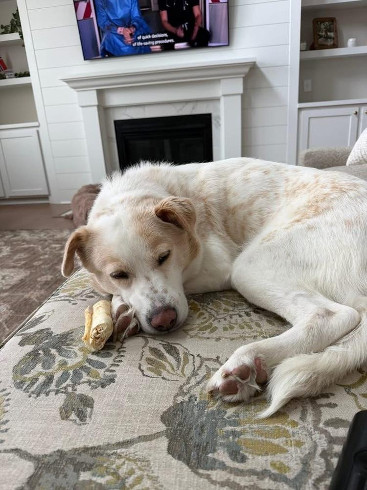 Noel, a Adoptable mixed breed in New Albany, OH image 5/6