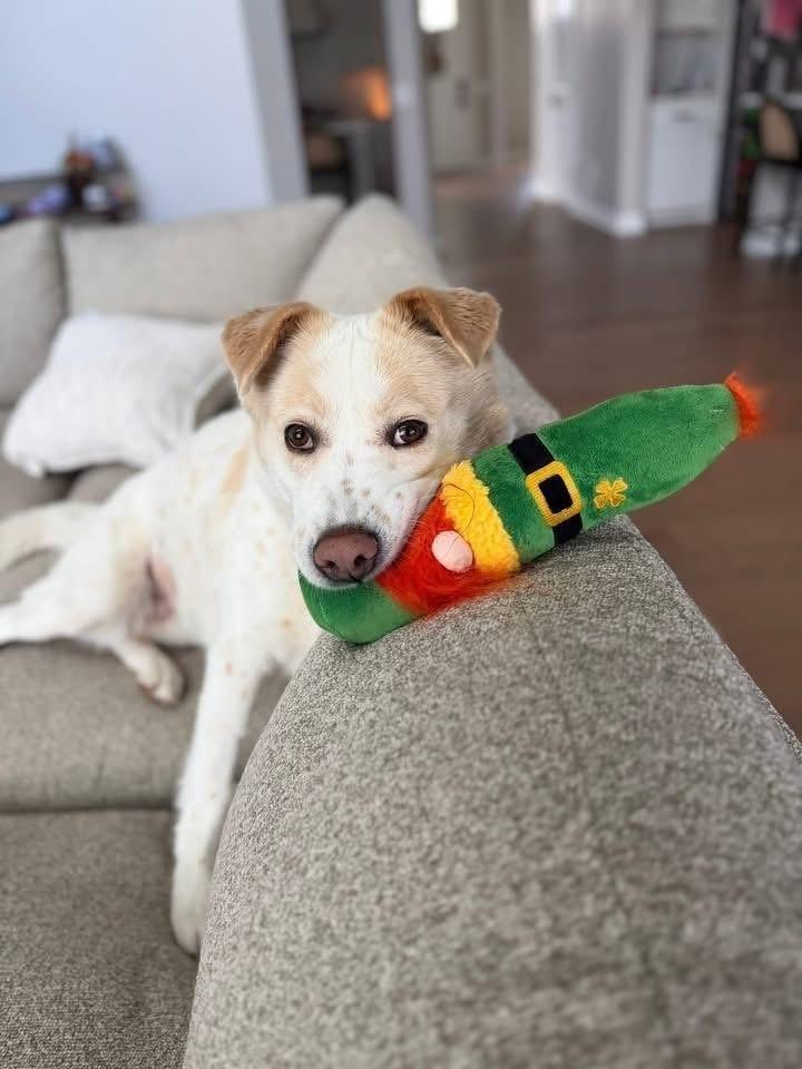 Noel, a Adoptable mixed breed in New Albany, OH image 6/6