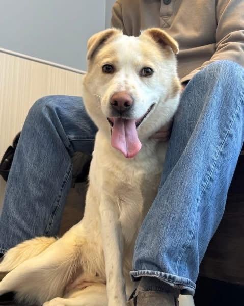 Noel, a Adoptable mixed breed in New Albany, OH image 4/4