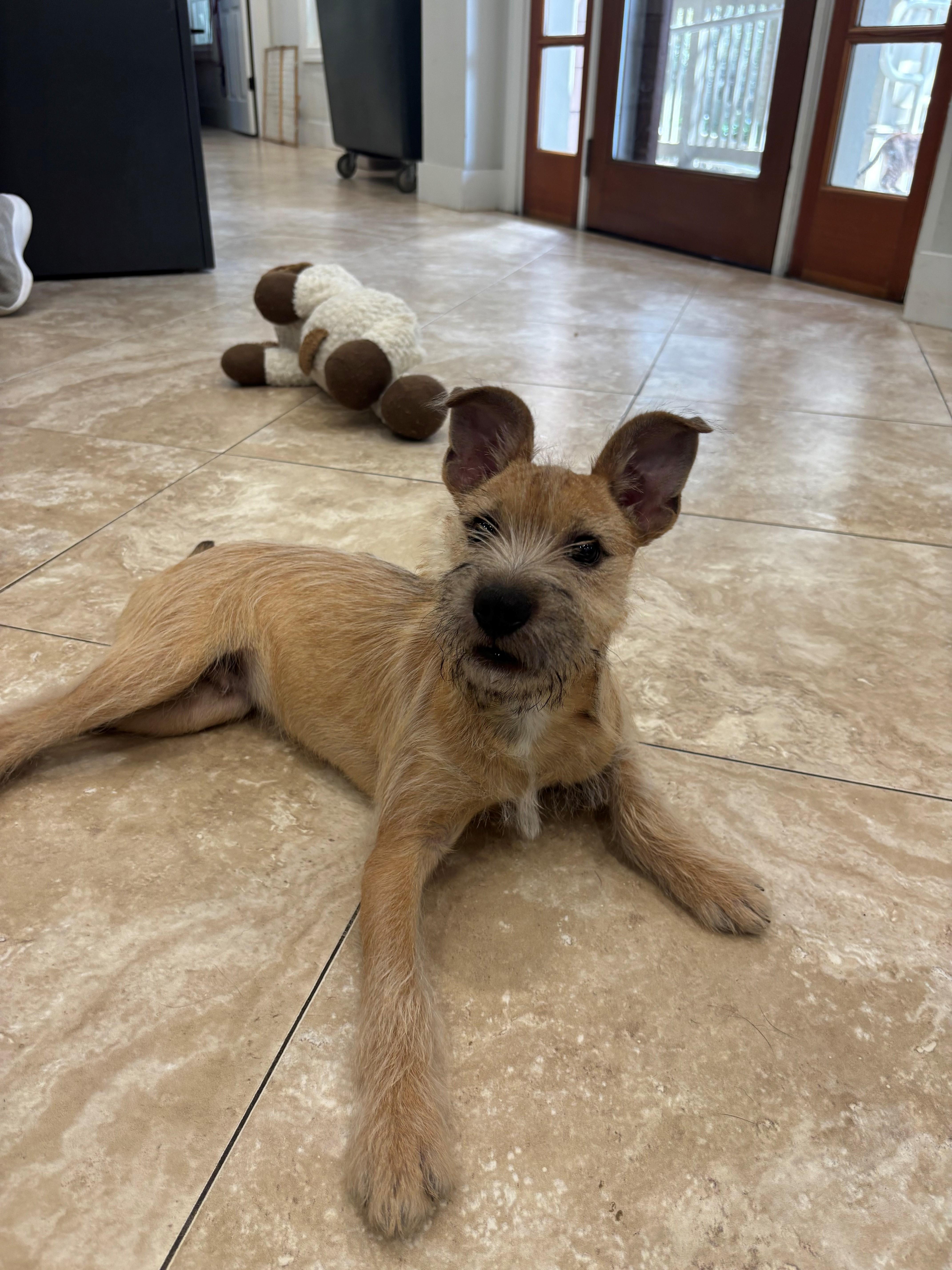 Benji — thumbnail 2