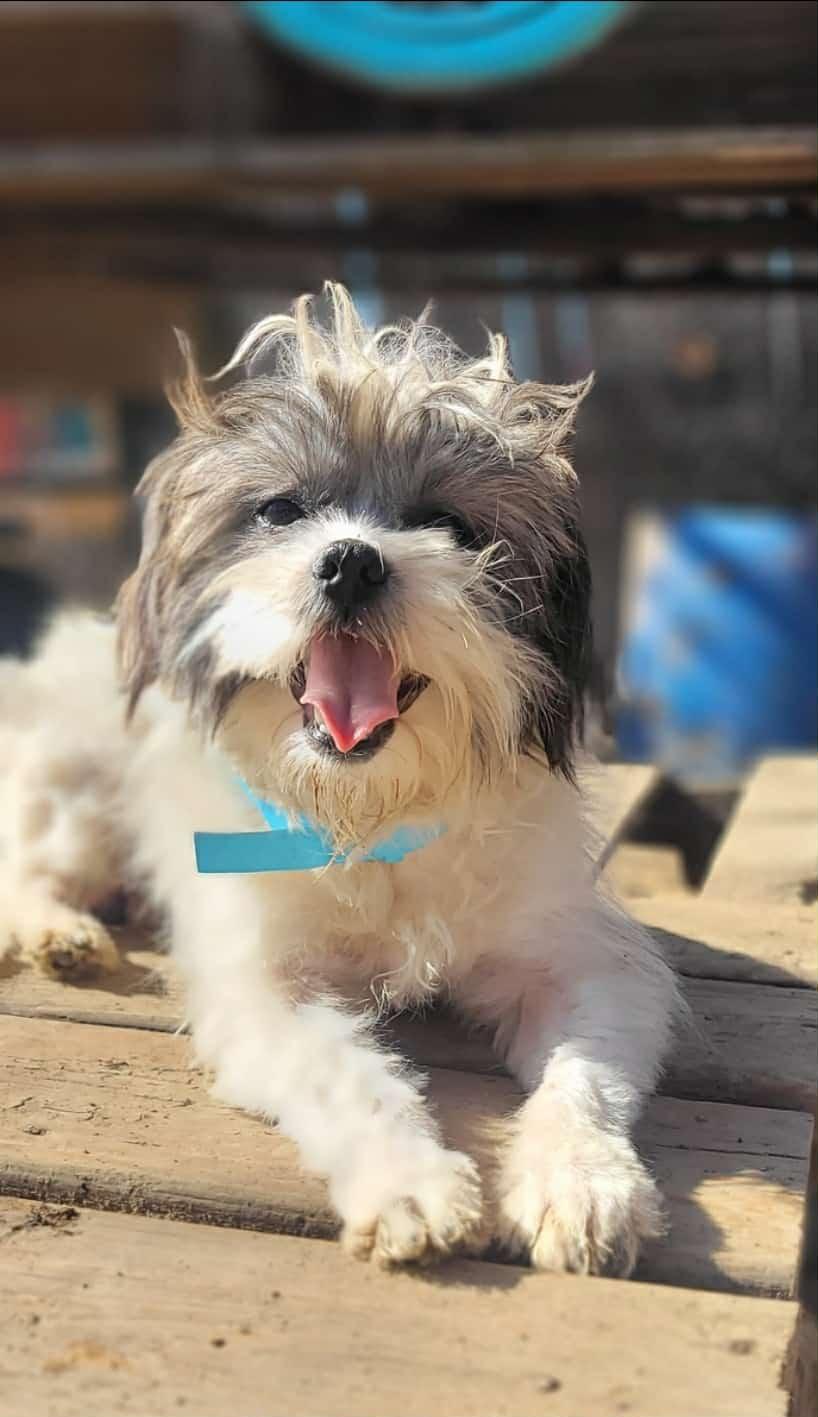CARTER in RHODE ISLAND, adopted, Puppy Male Shih Tzu.