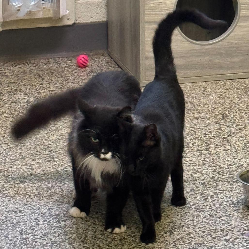 Chunk, a Adoptable Domestic Long Hair in Denver, CO image 1/6