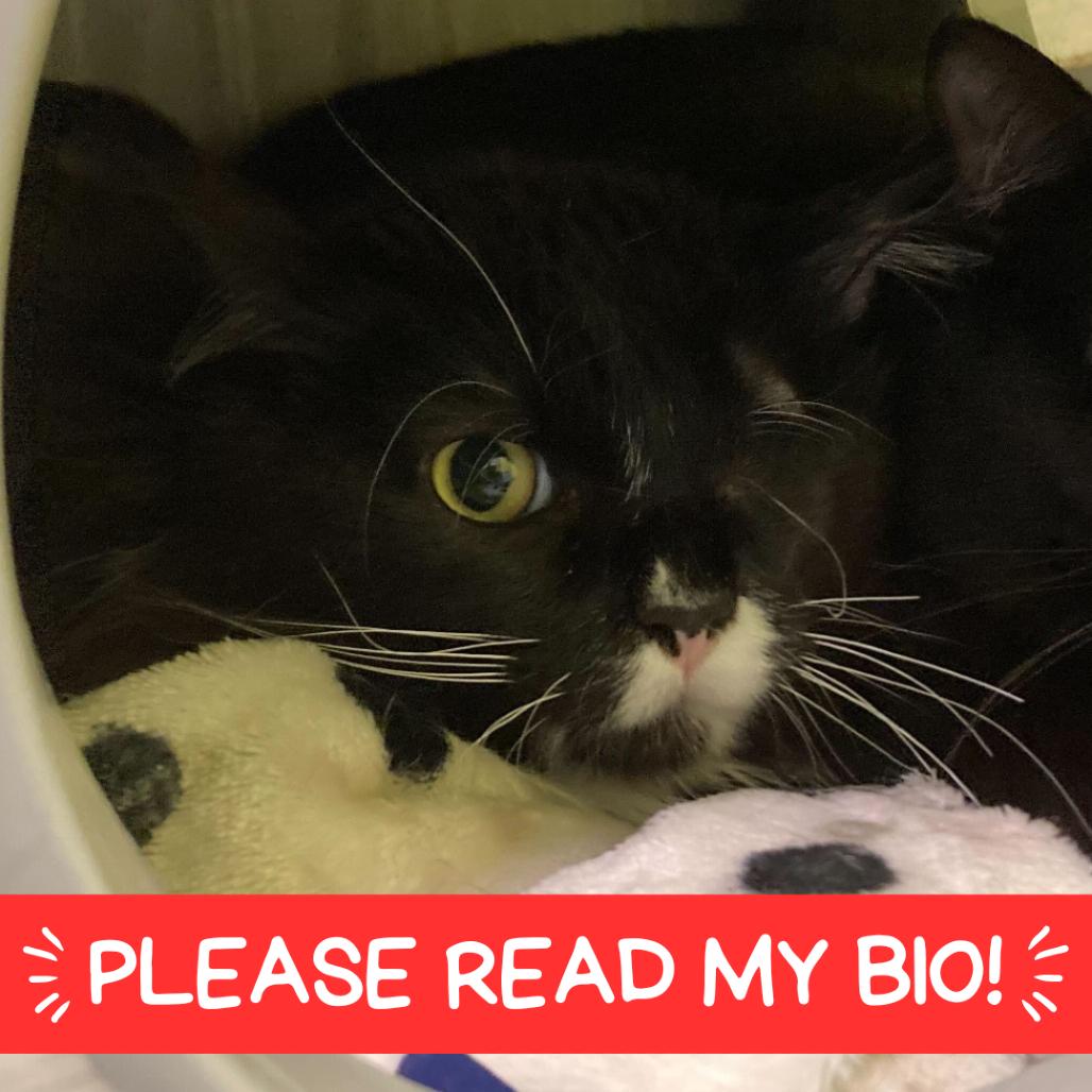 Chunk, a Adoptable Domestic Long Hair in Denver, CO image 2/6