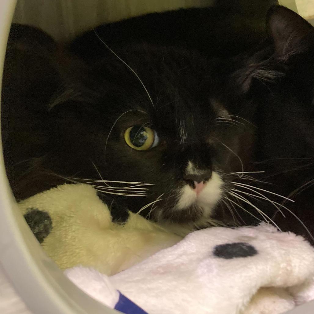 Chunk, a Adoptable Domestic Long Hair in Denver, CO image 3/6