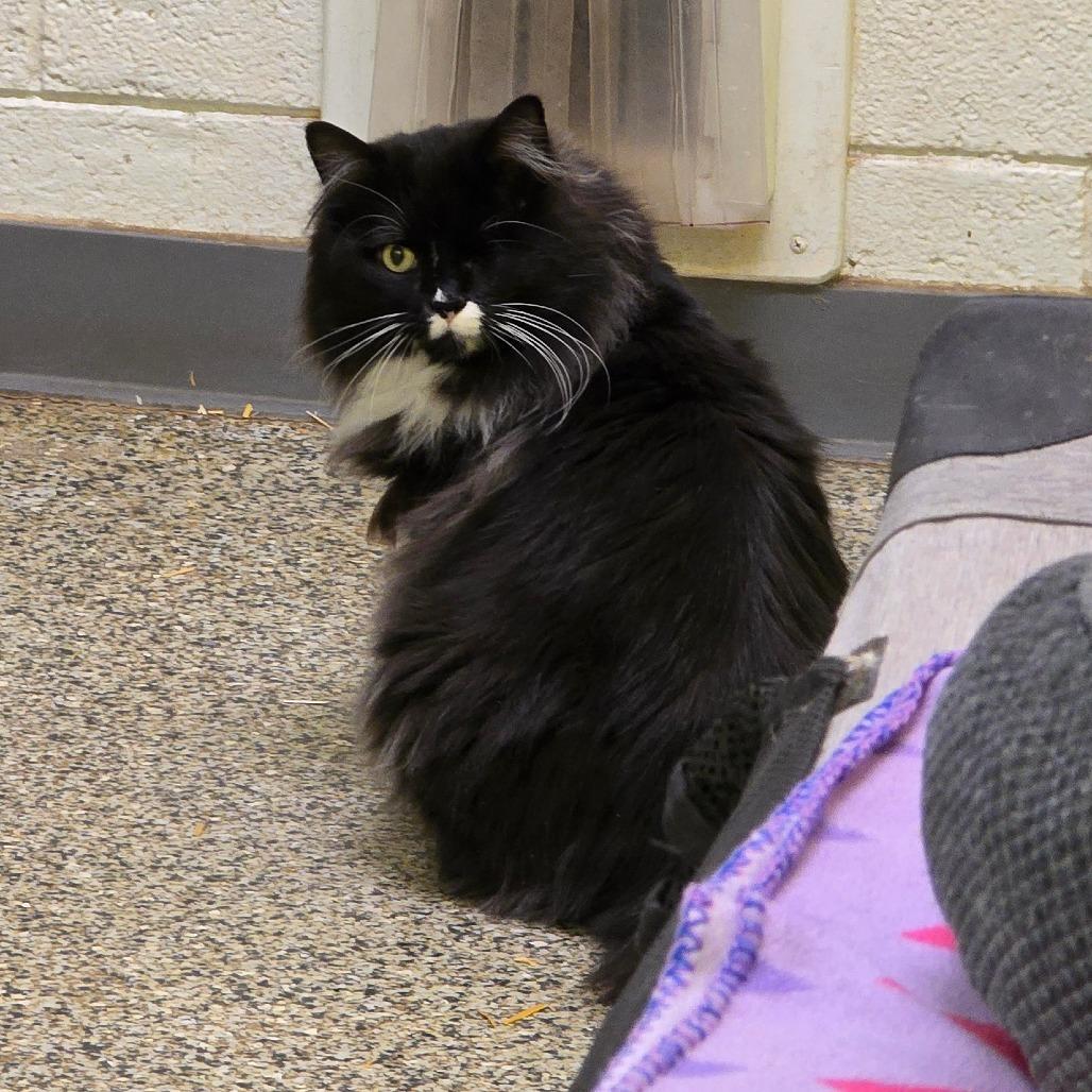 Chunk, a Adoptable Domestic Long Hair in Denver, CO image 5/6