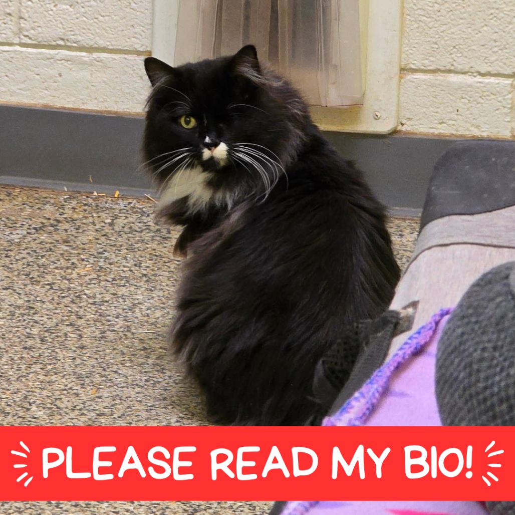 Chunk, a Adoptable Domestic Long Hair in Denver, CO image 5/6