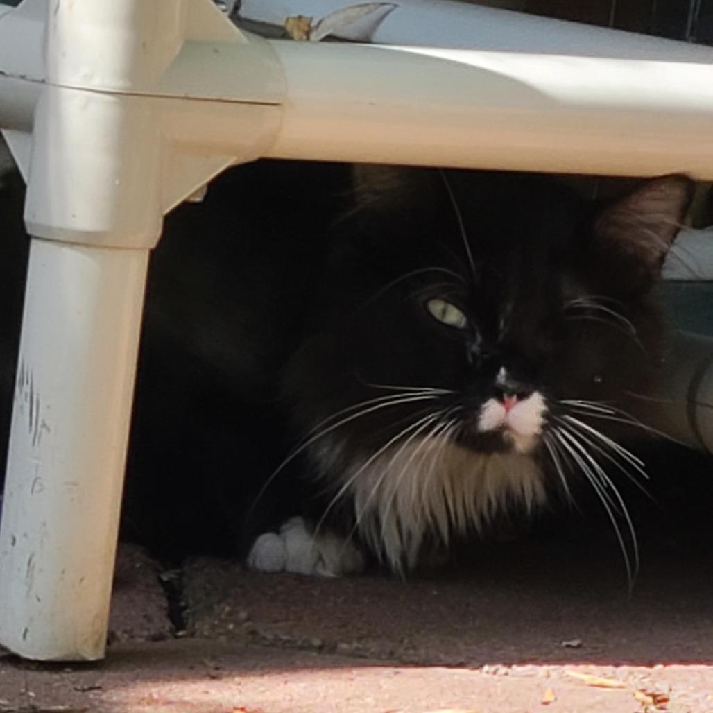 Chunk, a Adoptable Domestic Long Hair in Denver, CO image 6/6