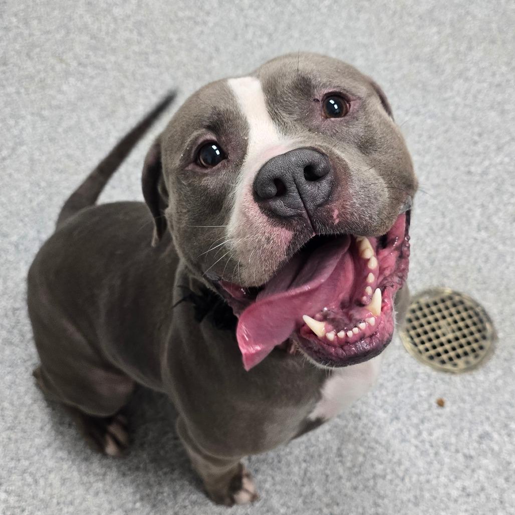 Bozo, Adoptable, Adult Male American Staffordshire Terrier.
